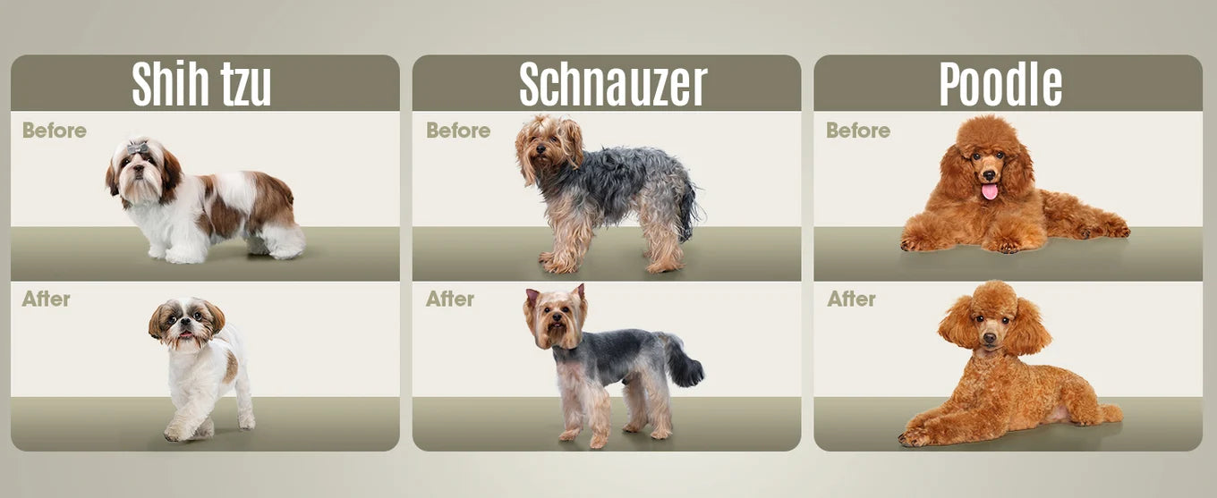 Shih Tzu, Schnauzer and Poodle grooming styles